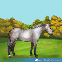 Horse Color:Gray Bay 