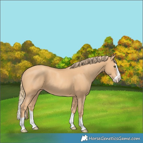 Horse Color:Gold Champagne Splash Rabicano 