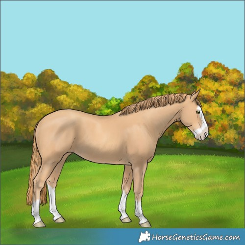Horse Color:Gold Champagne Splash 