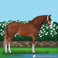 Horse Color:Chestnut Splash 