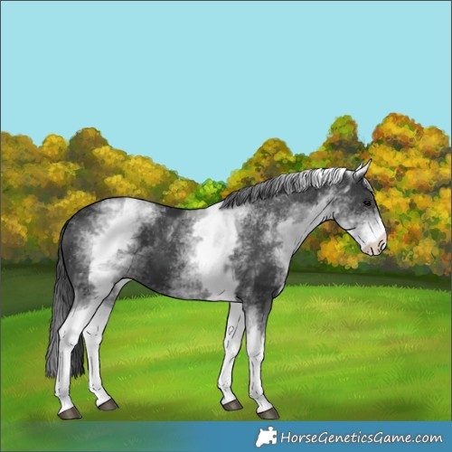 Horse Color:White Spotted Black