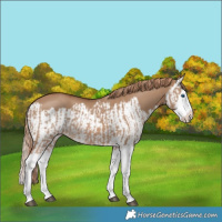 Horse Color:Red Dun Splash and Red Dun Splash