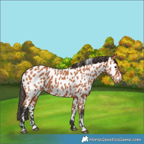 Horse Color:Bay Appaloosa 