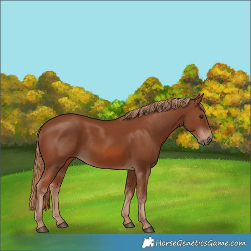 Horse Color:Chestnut 