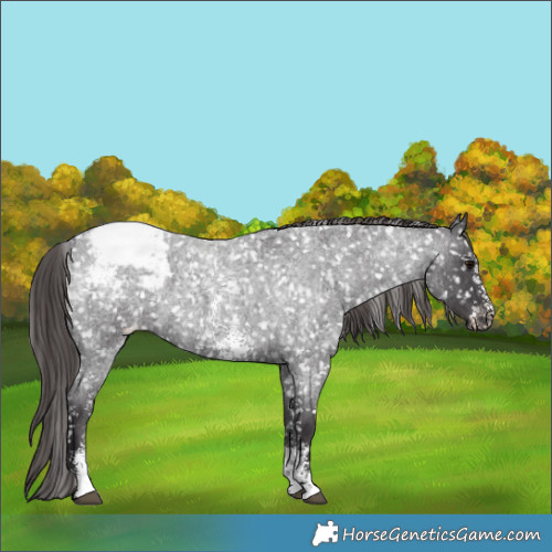 Horse Color:Smoky Blue Roan Sabino Appaloosa
