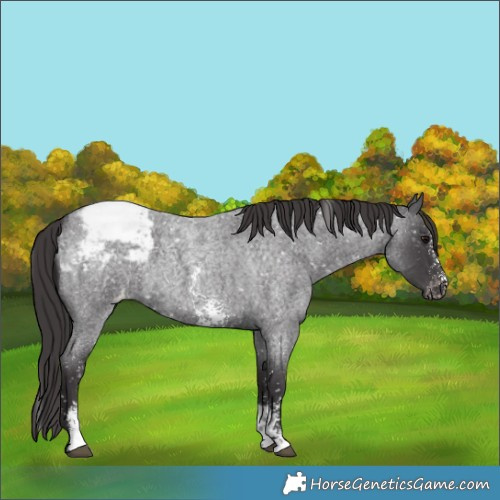 Horse Color:Smoky Blue Roan Sabino Appaloosa 