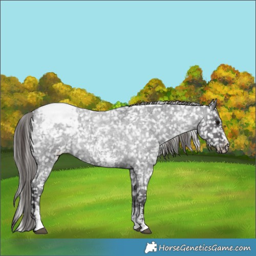 Horse Color:Smoky Blue Roan Sabino Snowcap 