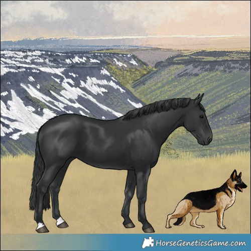 Horse Color:Black 