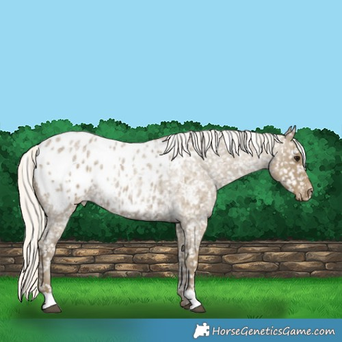 Horse Color:Silver Smoky Blue Roan Appaloosa 