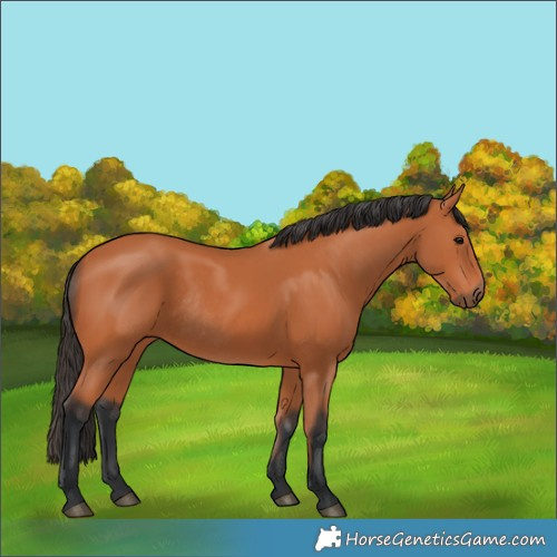 Horse Color:Bay Rabicano 