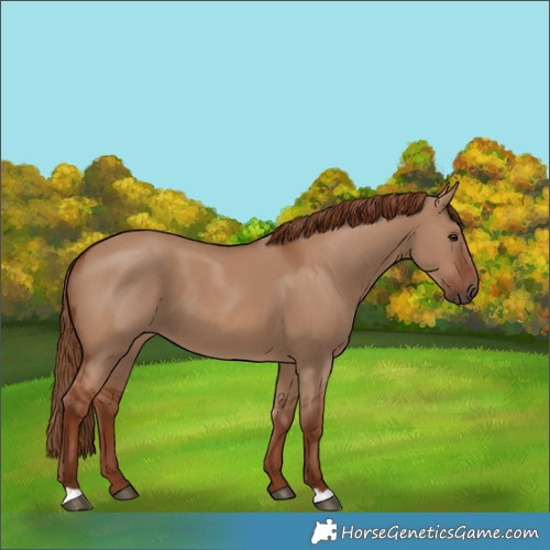 Horse Color:Red Dun 