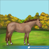 Horse Color:Red Dun 