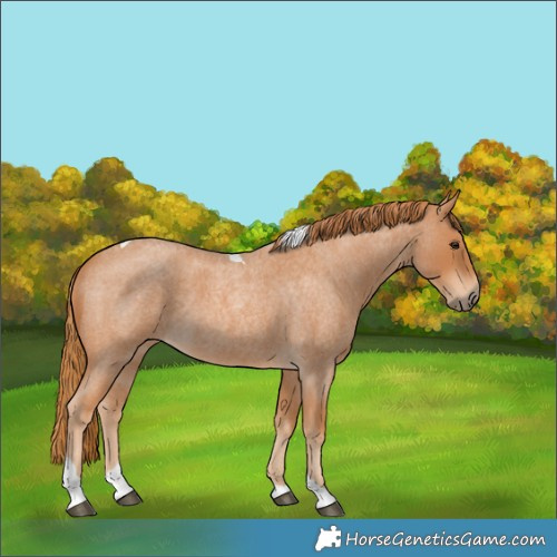 Horse Color:Red Roan Tobiano 