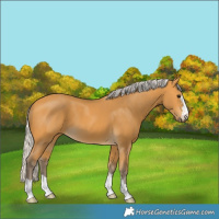 Horse Color:Silver Buckskin 