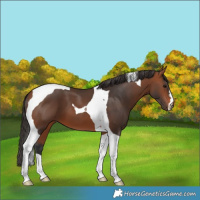 Horse Color:Bay Tobiano