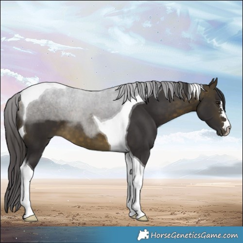Horse Color:Buckskin Tobiano 