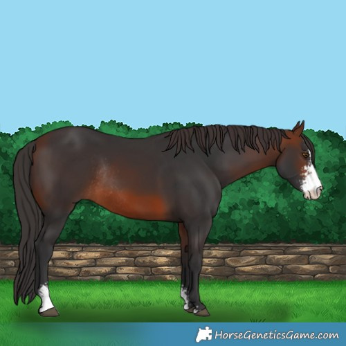 Horse Color:Brown Sabino Rabicano 