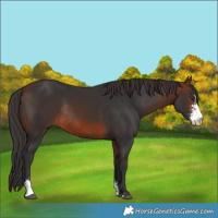 Horse Color:Brown Sabino Rabicano