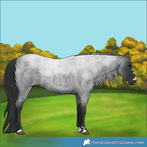 Horse Color:Blue Roan 