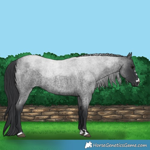 Horse Color:Blue Roan 