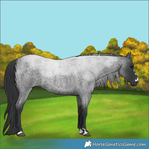 Horse Color:Blue Roan 