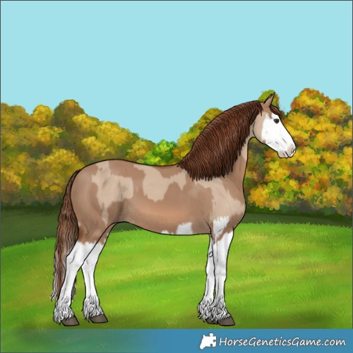 Horse Color:Unknown 