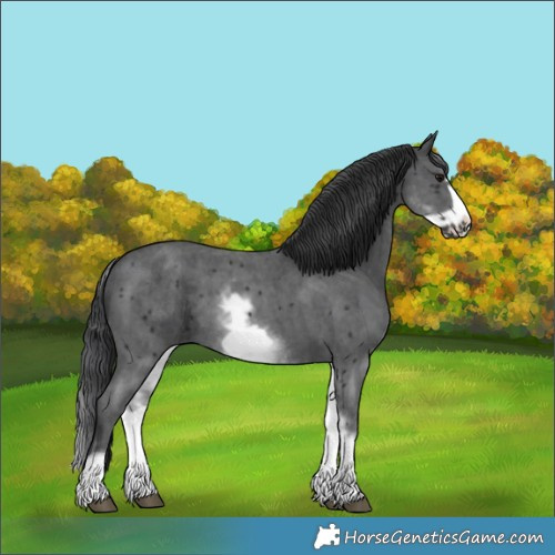 Horse Color:Unknown 