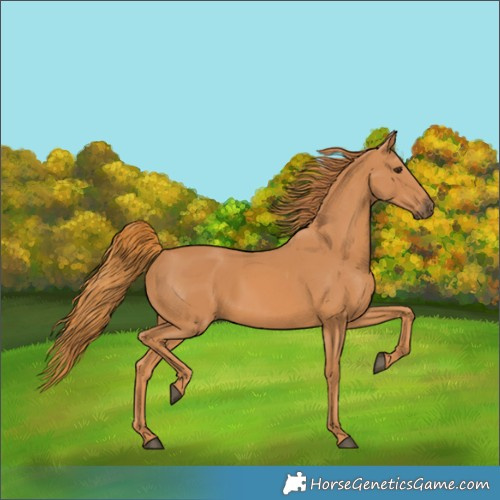 Horse Color:Unknown 