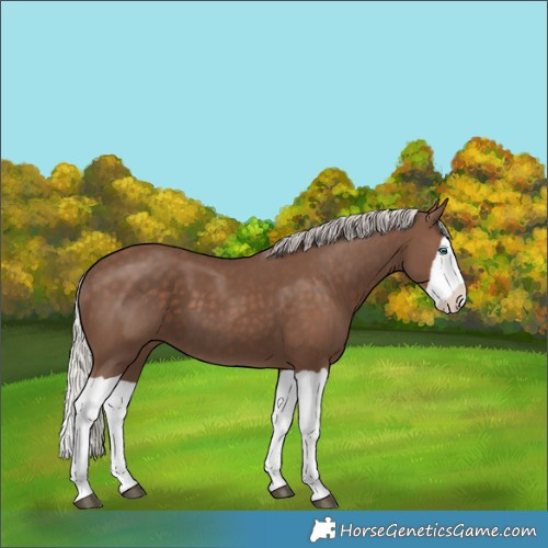 Horse Color:Silver Black Splash 