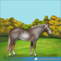 Horse Color:Gray Chocolate Palomino 