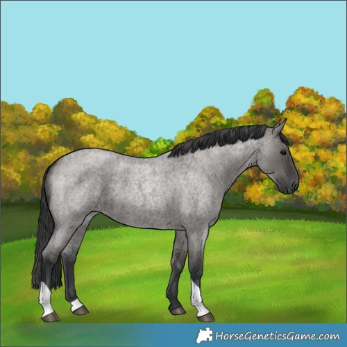 Horse Color:Grullo Roan Tobiano 