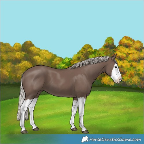 Horse Color:Silver Black Splash 