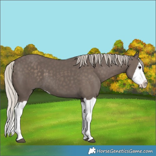 Horse Color:Silver Black Splash