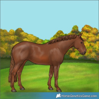 Horse Color:Chestnut 