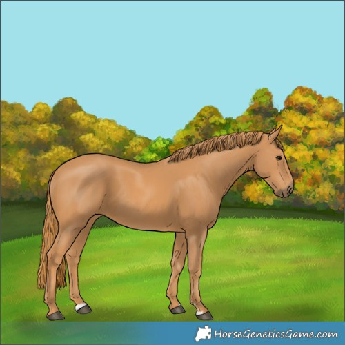 Horse Color:Chestnut 