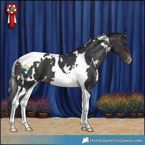 Horse Color:White Spotted Brown Tobiano Appaloosa 