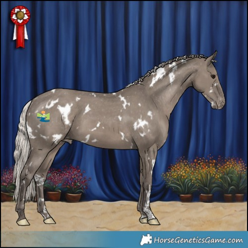 Horse Color:White Spotted Silver Grullo Appaloosa
