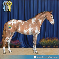 Horse Color:White Spotted Chestnut Sabino Varnish 