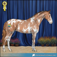 Horse Color:White Spotted Chestnut Sabino Varnish 