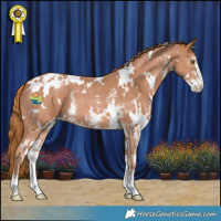 Horse Color:White Spotted Chestnut Sabino Appaloosa 