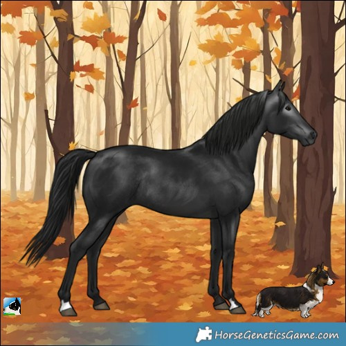 Horse Color:Gray Brown Rabicano 