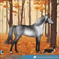 Horse Color:Gray Brown Rabicano