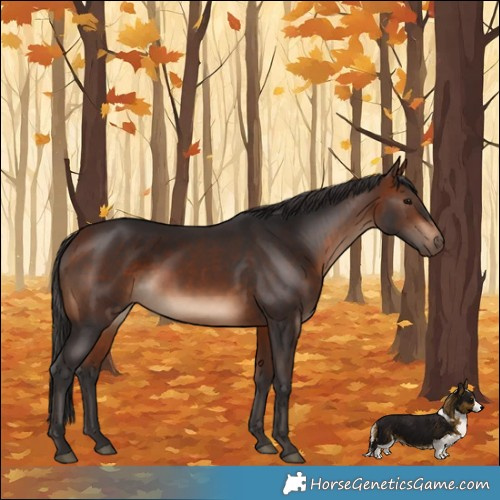 Horse Color:Bay Rabicano