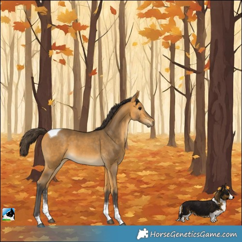 Horse Color:Buckskin Sabino Tobiano 