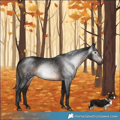 Horse Color:Gray Brown Rabicano