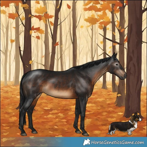 Horse Color:Gray Brown Rabicano 