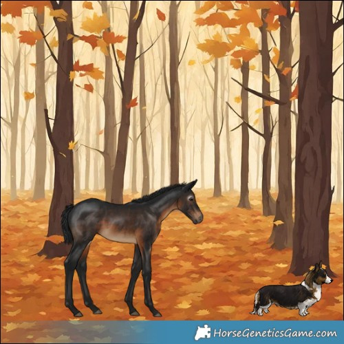 Horse Color:Gray Brown Rabicano