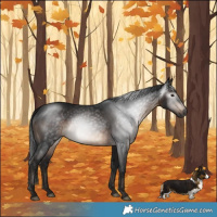 Horse Color:Gray Brown Rabicano