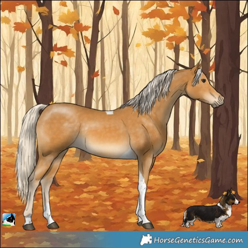 Horse Color:Palomino Tobiano Rabicano 