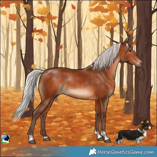 Horse Color:Silver Brown Tobiano